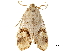  ( - CCDB-30821-F11)  @11 [ ] CreativeCommons - Attribution (2018) CBG Photography Group Centre for Biodiversity Genomics