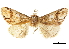  ( - CCDB-30821-F12)  @11 [ ] CreativeCommons - Attribution (2018) CBG Photography Group Centre for Biodiversity Genomics