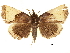  (Ochrotrigona praetextata - CCDB-30821-G01)  @11 [ ] CreativeCommons - Attribution (2018) CBG Photography Group Centre for Biodiversity Genomics
