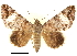  ( - CCDB-30821-G02)  @11 [ ] CreativeCommons - Attribution (2018) CBG Photography Group Centre for Biodiversity Genomics