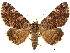  (Coenipeta mesozonea - CCDB-30821-G04)  @11 [ ] CreativeCommons - Attribution (2018) CBG Photography Group Centre for Biodiversity Genomics