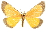  (Petrovia - CCDB-30821-G05)  @11 [ ] CreativeCommons - Attribution (2018) CBG Photography Group Centre for Biodiversity Genomics