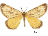  (Petrovia marginata marginata - CCDB-30821-G06)  @11 [ ] CreativeCommons - Attribution (2018) CBG Photography Group Centre for Biodiversity Genomics