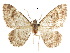  (Xanthore - CCDB-30822-A03)  @11 [ ] CreativeCommons - Attribution (2018) CBG Photography Group Centre for Biodiversity Genomics