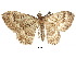  ( - CCDB-30822-A04)  @11 [ ] CreativeCommons - Attribution (2018) CBG Photography Group Centre for Biodiversity Genomics