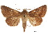 (Phuphena obliqua - CCDB-30822-C06)  @11 [ ] CreativeCommons - Attribution (2018) CBG Photography Group Centre for Biodiversity Genomics