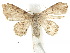  ( - CCDB-30822-F09)  @11 [ ] CreativeCommons - Attribution (2018) CBG Photography Group Centre for Biodiversity Genomics