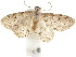  ( - CCDB-30822-F10)  @11 [ ] CreativeCommons - Attribution (2018) CBG Photography Group Centre for Biodiversity Genomics