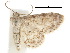  ( - CCDB-30822-F11)  @11 [ ] CreativeCommons - Attribution (2018) CBG Photography Group Centre for Biodiversity Genomics