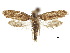  ( - CCDB-30822-G05)  @11 [ ] CreativeCommons - Attribution (2018) CBG Photography Group Centre for Biodiversity Genomics
