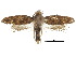  ( - CCDB-30822-G06)  @11 [ ] CreativeCommons - Attribution (2018) CBG Photography Group Centre for Biodiversity Genomics