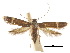  (Phaeoses leucodeta - CCDB-30822-G07)  @11 [ ] CreativeCommons - Attribution (2018) CBG Photography Group Centre for Biodiversity Genomics