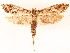  ( - CCDB-30823-A11)  @11 [ ] CreativeCommons - Attribution (2018) CBG Photography Group Centre for Biodiversity Genomics
