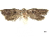  ( - CCDB-30823-C03)  @11 [ ] CreativeCommons - Attribution (2018) CBG Photography Group Centre for Biodiversity Genomics