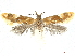  ( - CCDB-30823-C11)  @11 [ ] CreativeCommons - Attribution (2018) CBG Photography Group Centre for Biodiversity Genomics