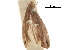  ( - CCDB-30826-A01)  @11 [ ] CreativeCommons - Attribution (2018) CBG Photography Group Centre for Biodiversity Genomics