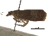  ( - CCDB-30826-A05)  @11 [ ] CreativeCommons - Attribution (2018) CBG Photography Group Centre for Biodiversity Genomics