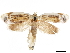  ( - CCDB-30826-A07)  @11 [ ] CreativeCommons - Attribution (2018) CBG Photography Group Centre for Biodiversity Genomics