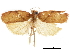  ( - CCDB-30826-C11)  @11 [ ] CreativeCommons - Attribution (2018) CBG Photography Group Centre for Biodiversity Genomics