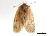  (Psorosticha neglecta - CCDB-30826-F09)  @11 [ ] CreativeCommons - Attribution (2018) CBG Photography Group Centre for Biodiversity Genomics