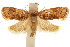  (Aeolanthes sagulata - CCDB-30827-A07)  @11 [ ] CreativeCommons - Attribution (2018) CBG Photography Group Centre for Biodiversity Genomics