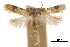  ( - CCDB-30827-C06)  @11 [ ] CreativeCommons - Attribution (2018) CBG Photography Group Centre for Biodiversity Genomics