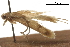  ( - CCDB-30827-C11)  @11 [ ] CreativeCommons - Attribution (2018) CBG Photography Group Centre for Biodiversity Genomics