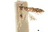  (Taygete gallaegenitelia - CCDB-30827-E06)  @11 [ ] CreativeCommons - Attribution (2018) CBG Photography Group Centre for Biodiversity Genomics