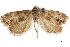  ( - CCDB-30827-G02)  @11 [ ] CreativeCommons - Attribution (2018) CBG Photography Group Centre for Biodiversity Genomics