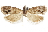  ( - CCDB-30827-G03)  @11 [ ] CreativeCommons - Attribution (2018) CBG Photography Group Centre for Biodiversity Genomics
