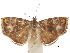  ( - CCDB-30828-A02)  @11 [ ] CreativeCommons - Attribution (2018) CBG Photography Group Centre for Biodiversity Genomics
