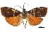  ( - CCDB-30828-A05)  @11 [ ] CreativeCommons - Attribution (2018) CBG Photography Group Centre for Biodiversity Genomics