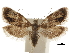  ( - CCDB-30828-A11)  @11 [ ] CreativeCommons - Attribution (2018) CBG Photography Group Centre for Biodiversity Genomics