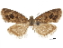  ( - CCDB-30828-B05)  @11 [ ] CreativeCommons - Attribution (2018) CBG Photography Group Centre for Biodiversity Genomics