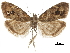  ( - CCDB-30828-B06)  @11 [ ] CreativeCommons - Attribution (2018) CBG Photography Group Centre for Biodiversity Genomics