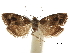  ( - CCDB-30828-B09)  @11 [ ] CreativeCommons - Attribution (2018) CBG Photography Group Centre for Biodiversity Genomics