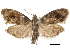  ( - CCDB-30828-C01)  @11 [ ] CreativeCommons - Attribution (2018) CBG Photography Group Centre for Biodiversity Genomics