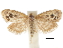  ( - CCDB-30828-C04)  @11 [ ] CreativeCommons - Attribution (2018) CBG Photography Group Centre for Biodiversity Genomics