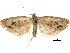  ( - CCDB-30828-C05)  @11 [ ] CreativeCommons - Attribution (2018) CBG Photography Group Centre for Biodiversity Genomics