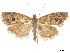  ( - CCDB-30828-C06)  @11 [ ] CreativeCommons - Attribution (2018) CBG Photography Group Centre for Biodiversity Genomics