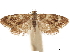  ( - CCDB-30828-D01)  @11 [ ] CreativeCommons - Attribution (2018) CBG Photography Group Centre for Biodiversity Genomics