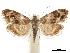  ( - CCDB-30828-D04)  @11 [ ] CreativeCommons - Attribution (2018) CBG Photography Group Centre for Biodiversity Genomics