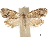  ( - CCDB-30828-D05)  @11 [ ] CreativeCommons - Attribution (2018) CBG Photography Group Centre for Biodiversity Genomics
