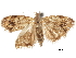  ( - CCDB-30828-D06)  @11 [ ] CreativeCommons - Attribution (2018) CBG Photography Group Centre for Biodiversity Genomics