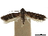  (Nyx puyaphaga - CCDB-30828-E05)  @11 [ ] CreativeCommons - Attribution (2018) CBG Photography Group Centre for Biodiversity Genomics