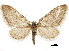  ( - CCDB-30828-H01)  @11 [ ] CreativeCommons - Attribution (2018) CBG Photography Group Centre for Biodiversity Genomics