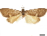  ( - CCDB-30828-H03)  @11 [ ] CreativeCommons - Attribution (2018) CBG Photography Group Centre for Biodiversity Genomics