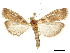  (Pempelia amoenella - CCDB-31553-A06)  @14 [ ] CreativeCommons - Attribution (2018) CBG Photography Group Centre for Biodiversity Genomics