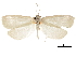  ( - CCDB-31553-C09)  @11 [ ] CreativeCommons - Attribution (2018) CBG Photography Group Centre for Biodiversity Genomics
