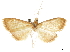  (Paliga machoeralis - CCDB-31553-D03)  @11 [ ] CreativeCommons - Attribution (2018) CBG Photography Group Centre for Biodiversity Genomics